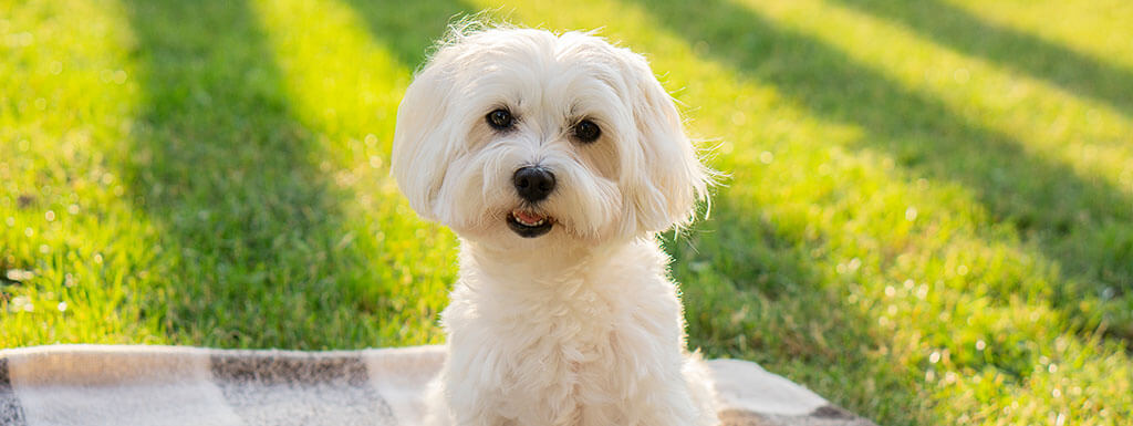 Small White Dog Breeds
